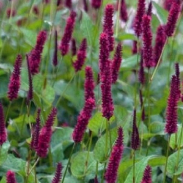 Persicaria amplexicaulis Blackfield avec Chrysanthème
