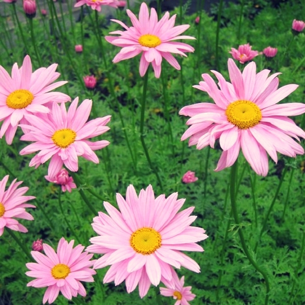 Chrysanthème Clara Curtis