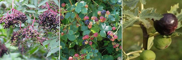 haie fruitière gourmande