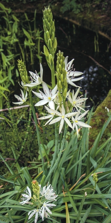 Plantez le camassia en sol humide