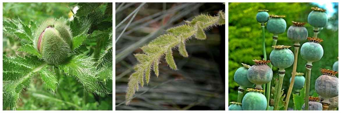 Papaver orientale, botanique