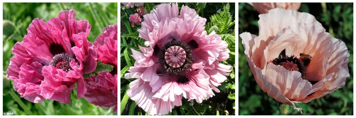 Pavot d'orients : fleurs de différentes variétés