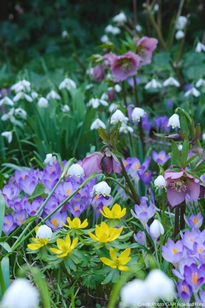 Comment associer les hellébores