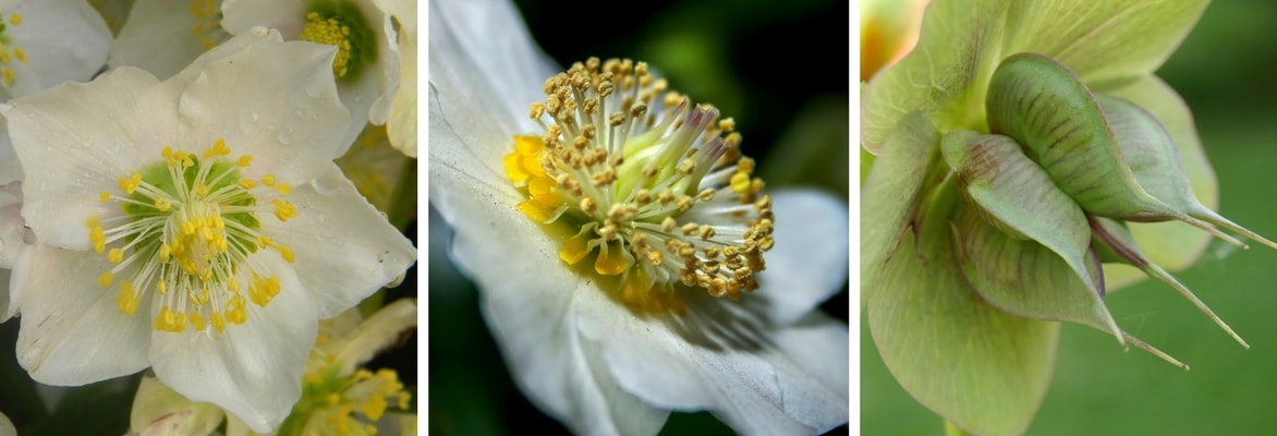 Hellébore, fleurs