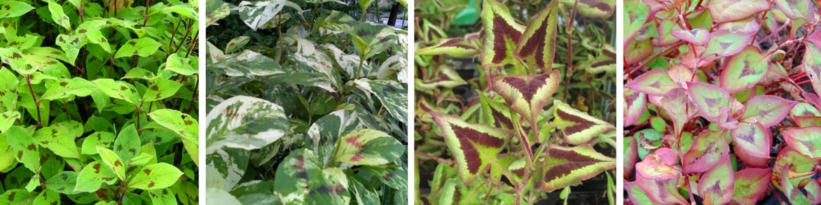 Persciaria ou Renouée persicaire : feuillages