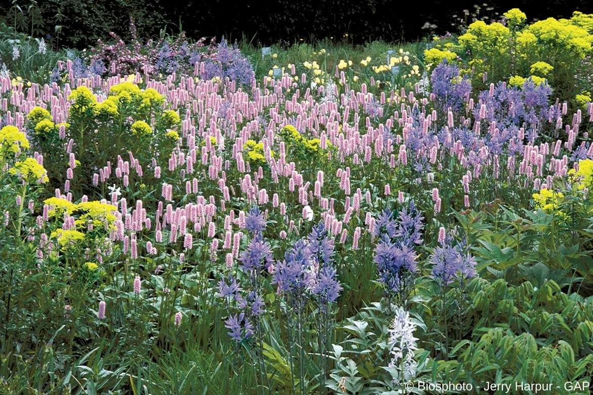 Associer les persicaires