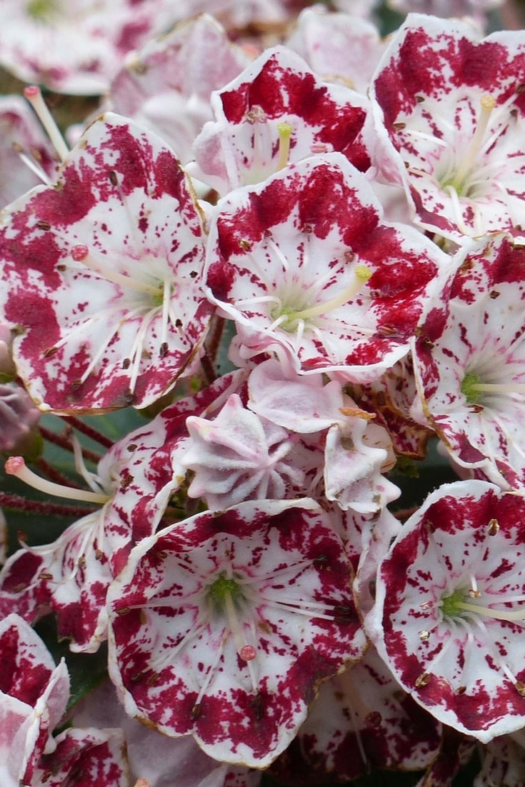 Kalmia latifolia 'Minuet'