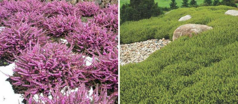 bruyere couvre sol persitant