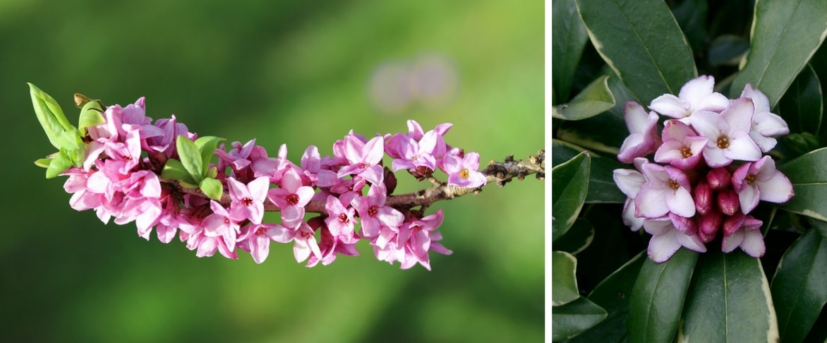 daphnés : floraison