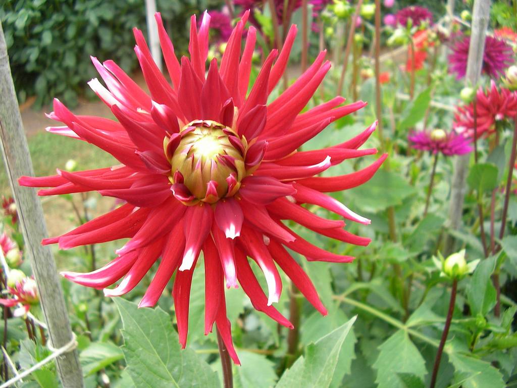 Fleur rouge de dahlia
