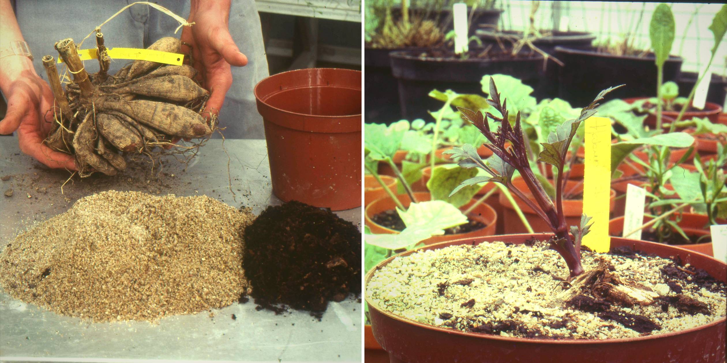 Comment forcer les dahlias pour les faire fleurir plus tôt