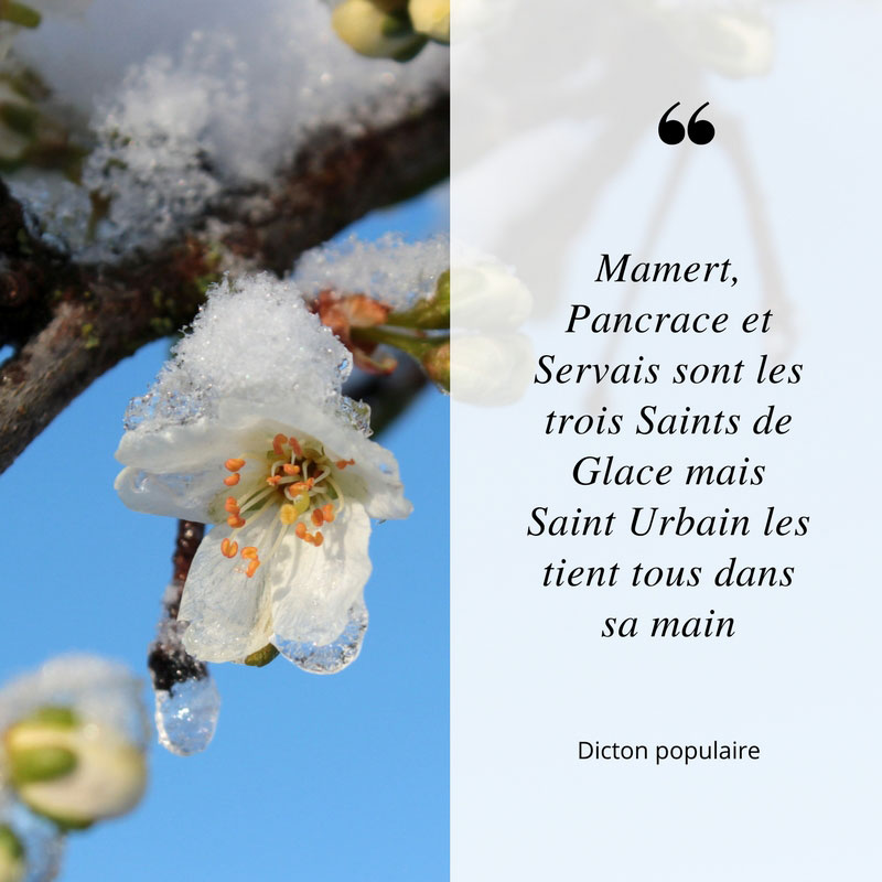 dicton populaire Saints de Glace