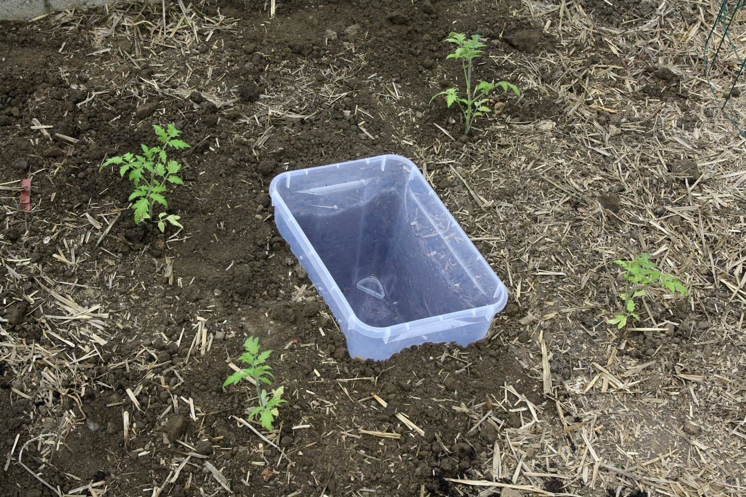 Cage à tomate : étape plantation