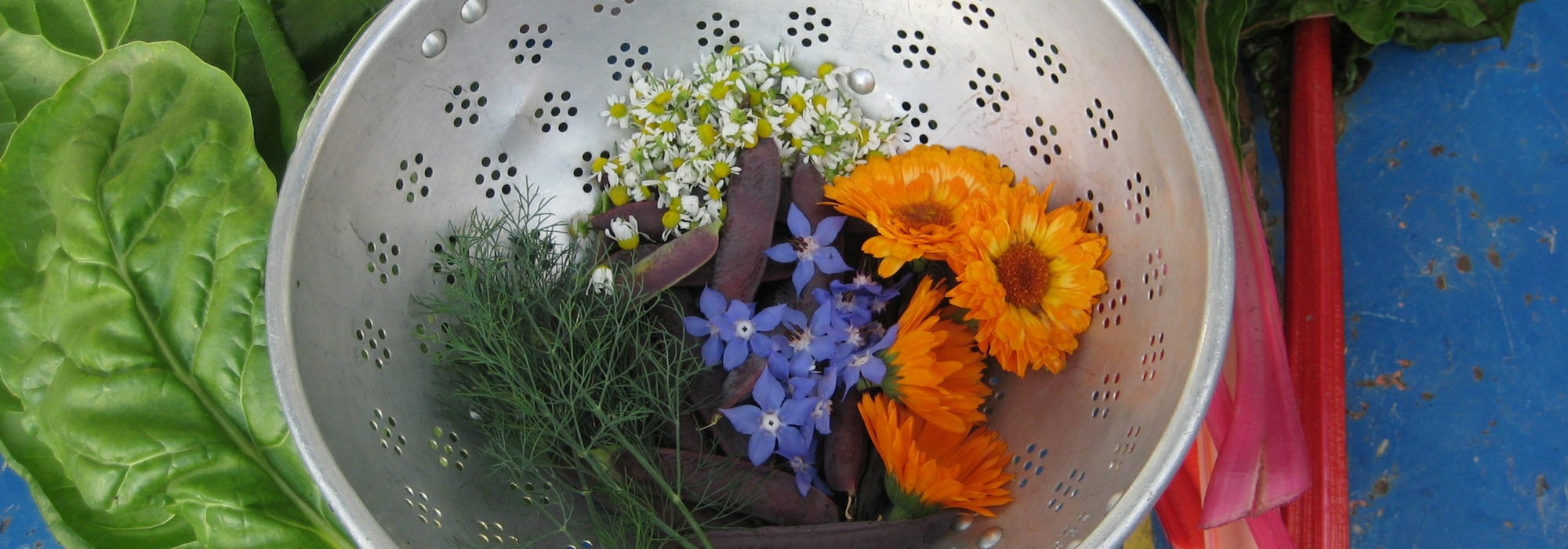 Les meilleures fleurs comestibles pour le jardin