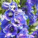 Delphiniums, pied-d'alouette  : les planter, semer, entretenir