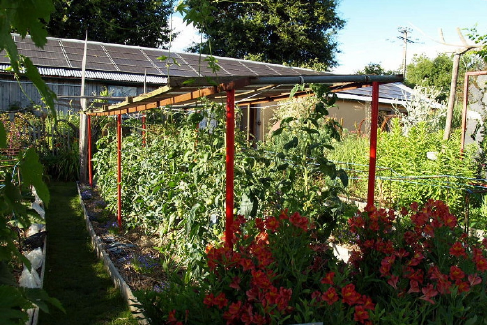 protéger ses tomates de la pluie