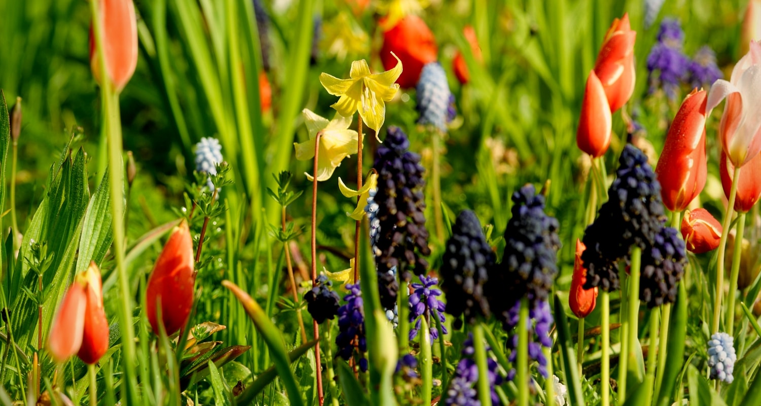 Association de plantes bulbeuses : Erythrone, Muscaris et tulipes