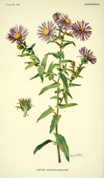 Planche botanique - Aster de Nouvelle-Angleterre