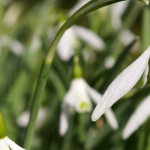 Perce-neige, Galanthus nivalis : planter, cultiver, entretenir