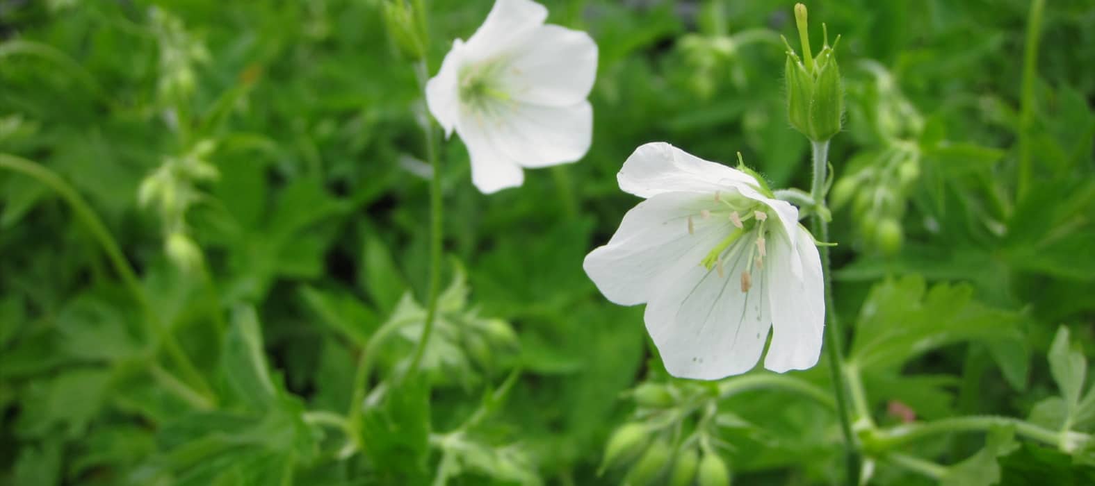 Le géranium maculatum 'Album'