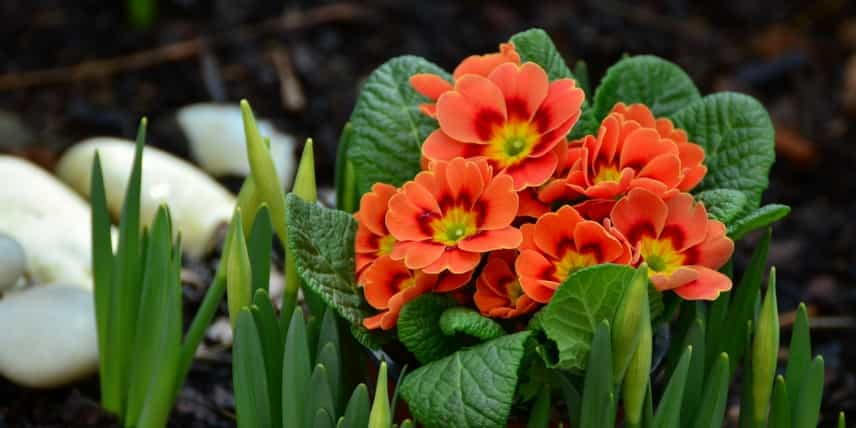 Plante bisannuelle : primevère pour jardinière et potée