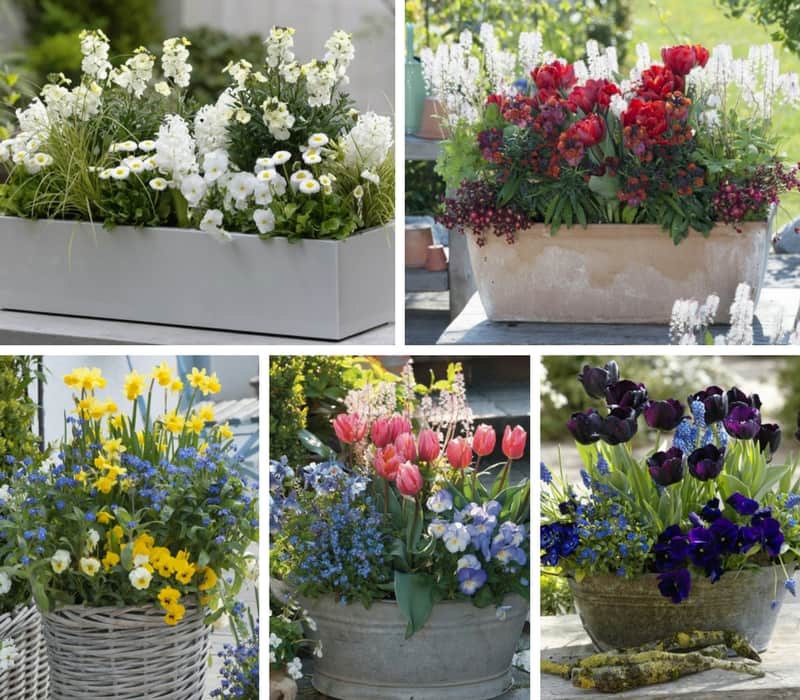 Des jardinières de printemps à composter avec des bisannuelles en mini-mottes