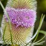 Plantes bisannuelles : tout ce que vous avez toujours voulu savoir !