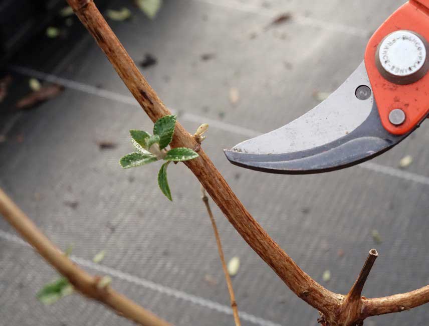 Comment tailler un Buddleia ou Arbre a papillons
