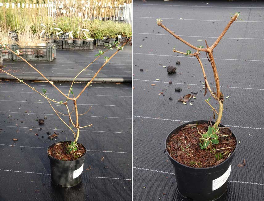 Comment tailler un Buddleia ou Arbre a papillons