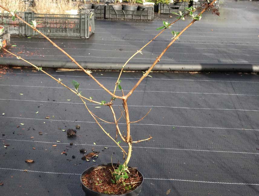 Comment tailler un Buddleia ou Arbre a papillons