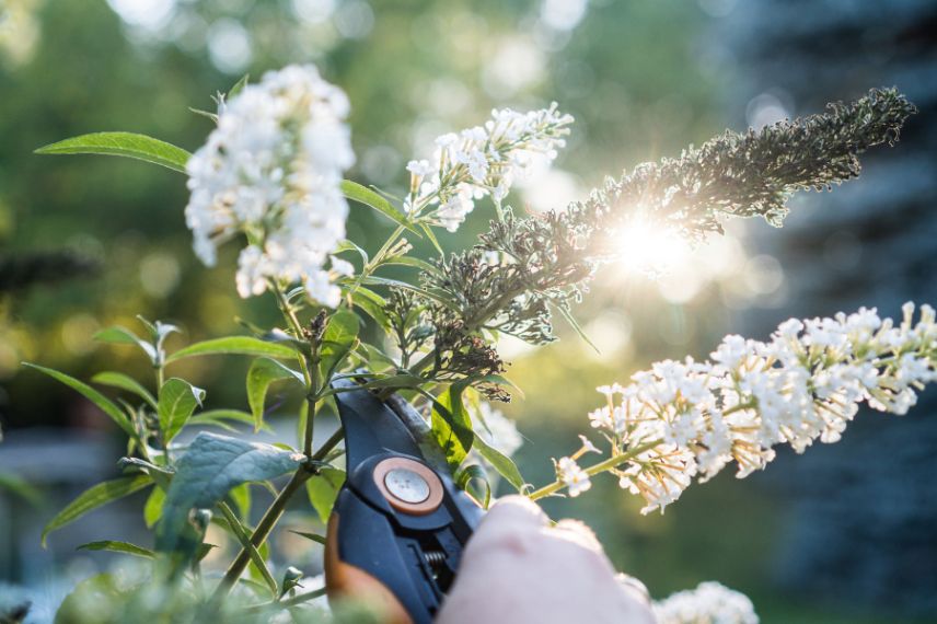 Élaguez les fleurs fanées au fur et à mesure durant l’été, pour stimuler la floraison de l'arbre à papillons
