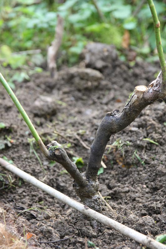 Comment planter un rosier