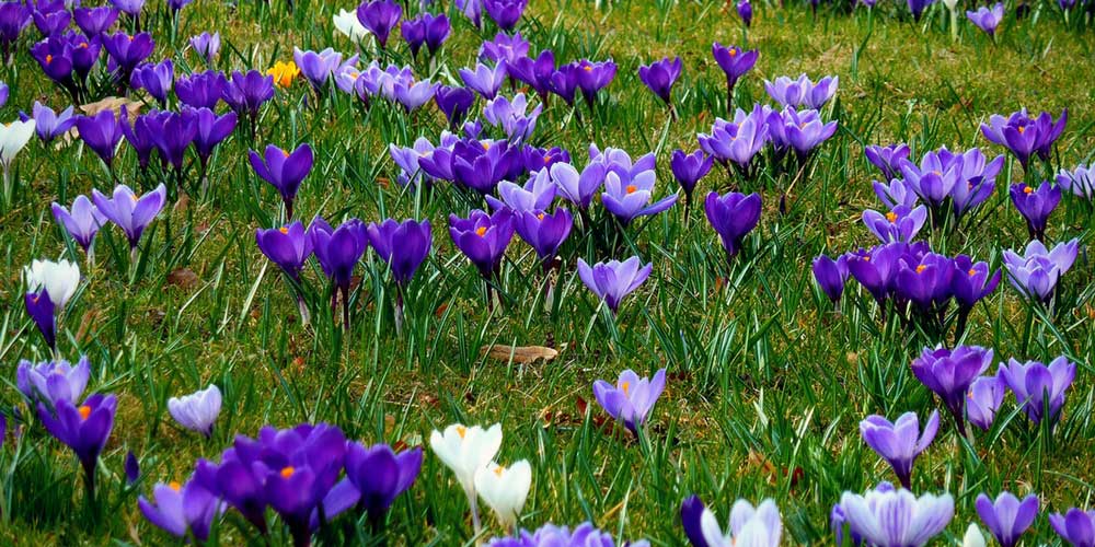 Les crocus permettent d'illuminer une pelouse au printemps