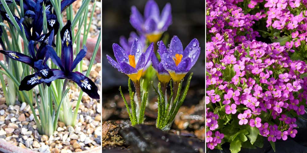 Des crocus dans une rocaille avec l'iris réticulé et la corbeille d'argent