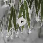 Protéger les bambous de la neige