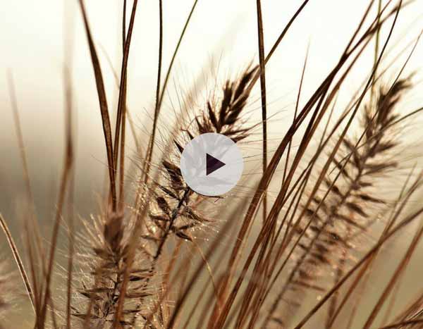 Diviser une graminée