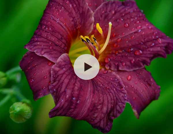 Diviser les Lis d'un jour