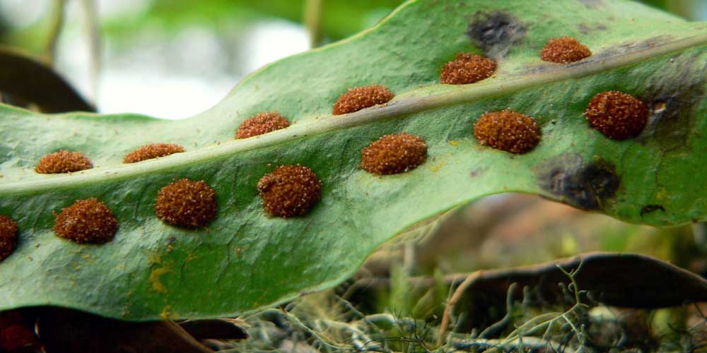 Les spores sous une fronde de fougère