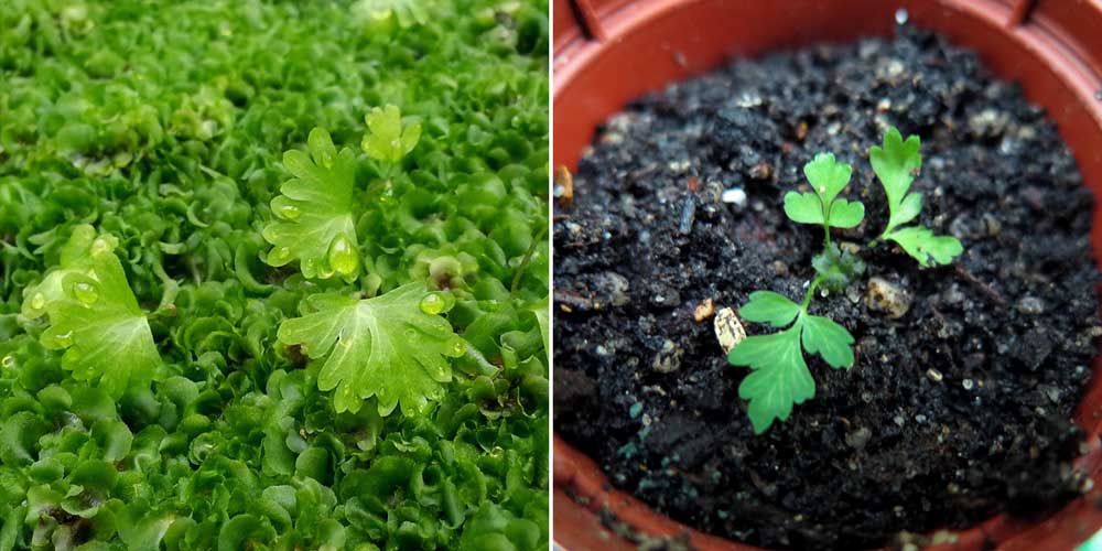 De jeunes fougères après un semis de spores