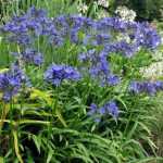 Des agapanthes rustiques pour le nord ?