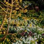 Ambiance hivernale au jardin