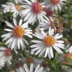 L'Aster lateriflorus Chloé, mon coup de cœur de l'automne