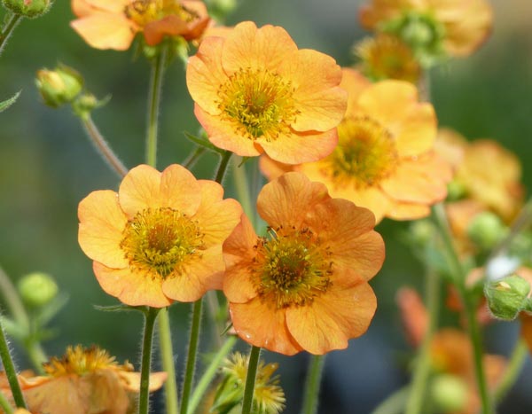La Benoîte ou Geum : une charmante vivace à redécouvrir !
