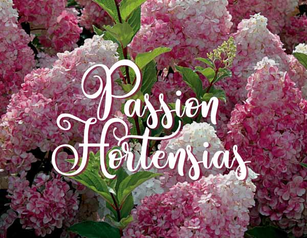 Les Hortensias