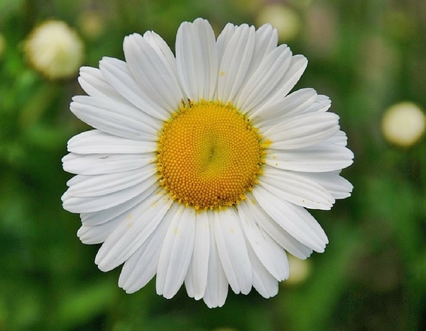 Comptons les marguerites ! Une idée sortie pour ce week-end