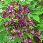 Millettia japonica 'Satsuma' : une grimpante méconnue à découvrir