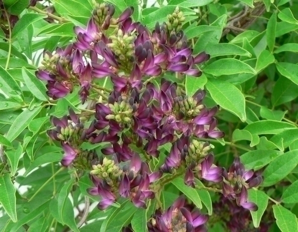 Millettia japonica 'Satsuma' : une grimpante méconnue à découvrir