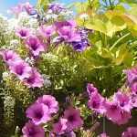 Comment planter les annuelles en minimottes dans les jardinières et suspensions ?