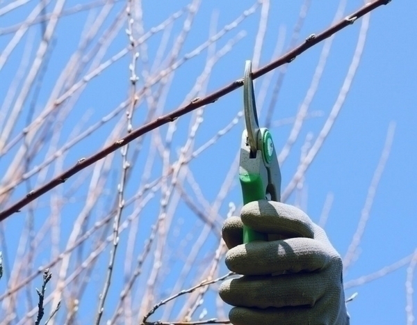 Tailler pour mieux fleurir