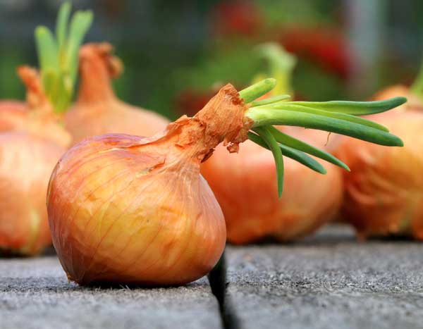 Bulbes, cormes, rhizomes... Quelle différence ?